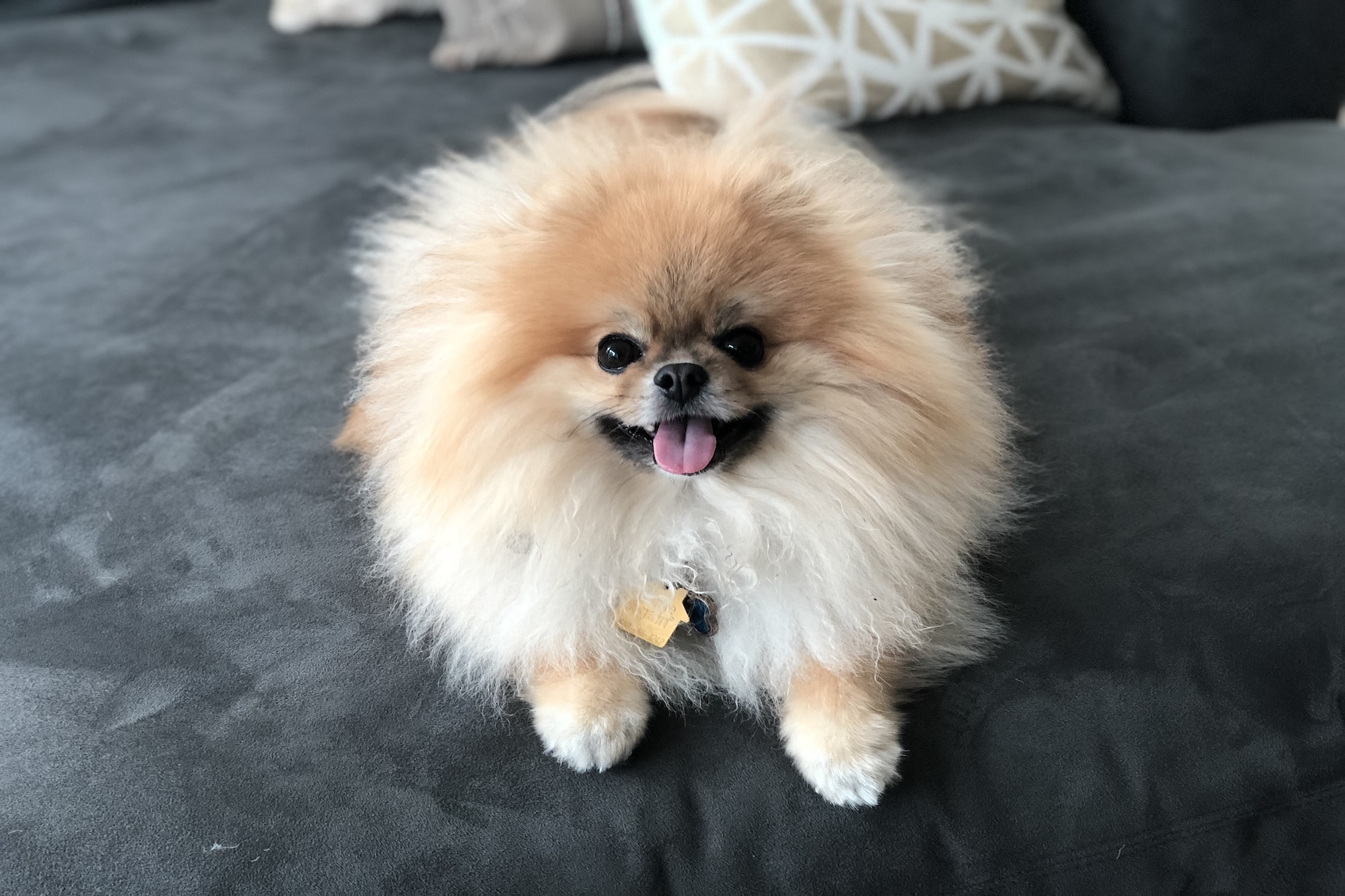 dog from coco
